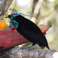 Stephanie's Astrapia